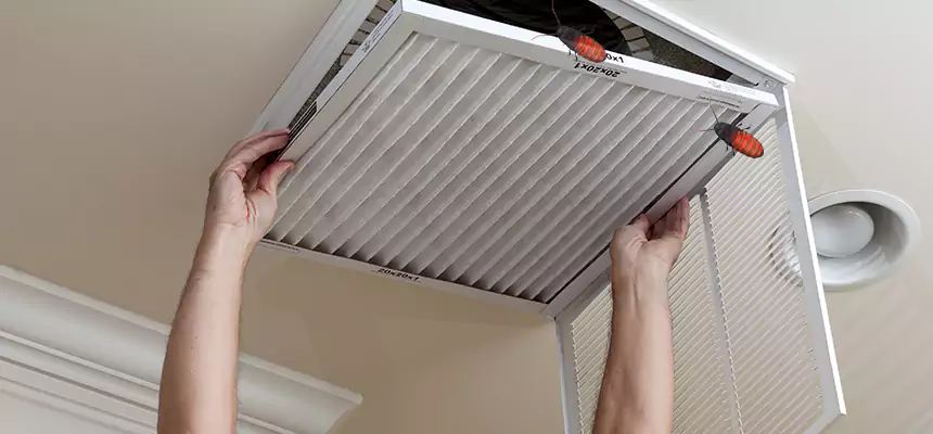 Our Insect Removal from Air Ducts Services in Mount Vernon, WA
